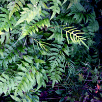 photo of woodwardia areolata
